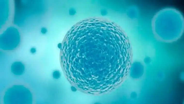 Descubrieron un nuevo método para rejuvenecer las células humanas