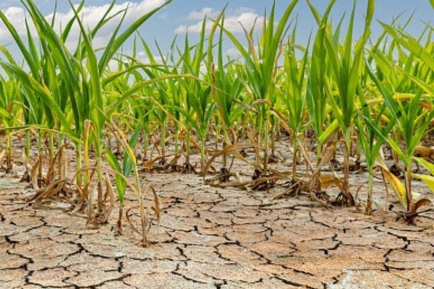 Sequía: declararon la finalización de la "La Niña", y las lluvias se podrían normalizar