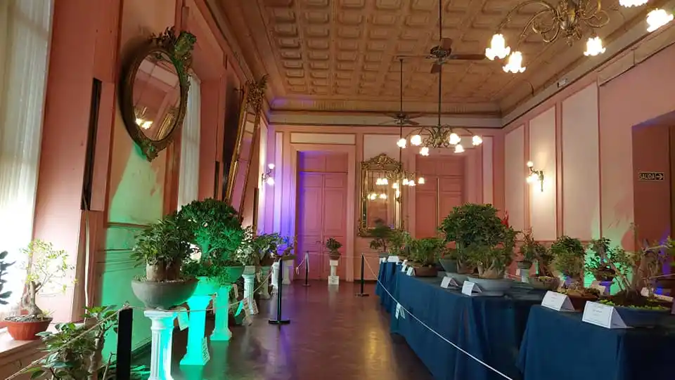 Último día para visitar la muestra de bonsai en el Centro de Comercio