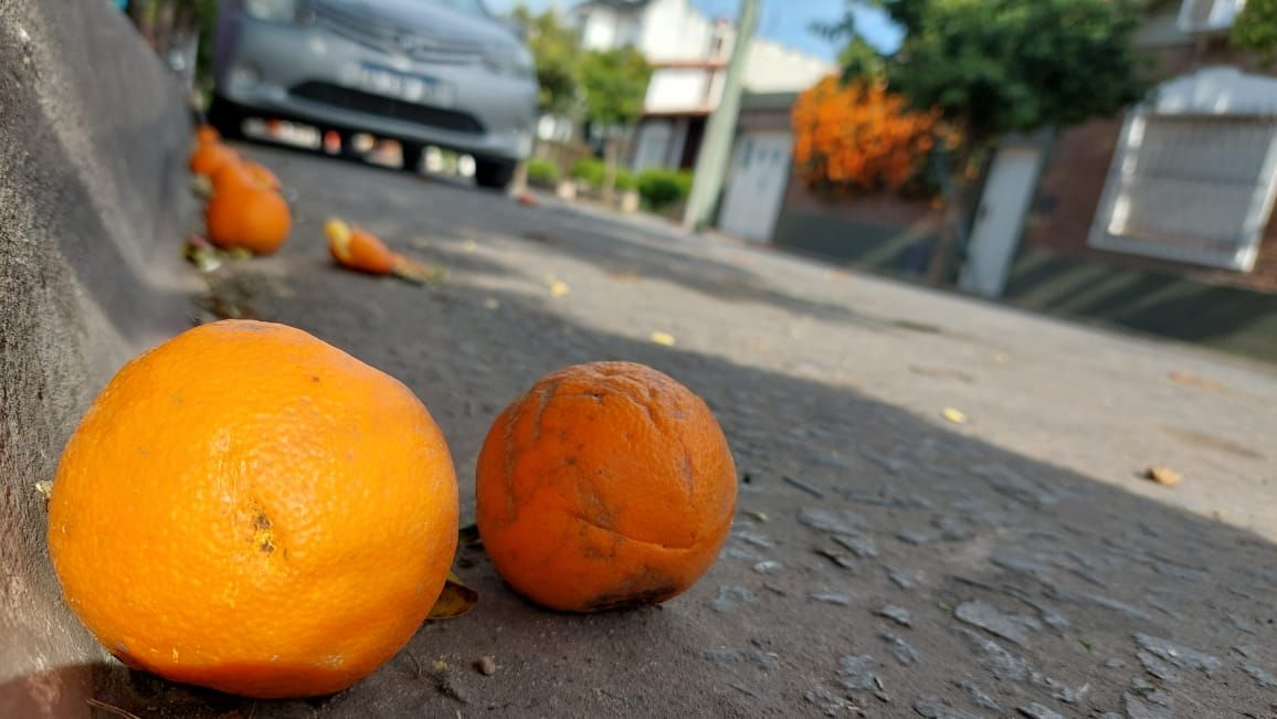 Naranjas amargas: cuál es el mejor destino para aprovecharlas