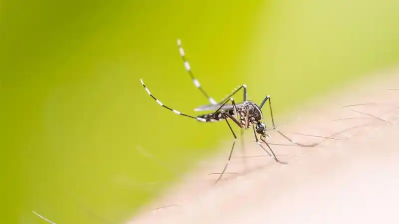 En lo que va del 2017, hay menos casos de dengue que el año pasado