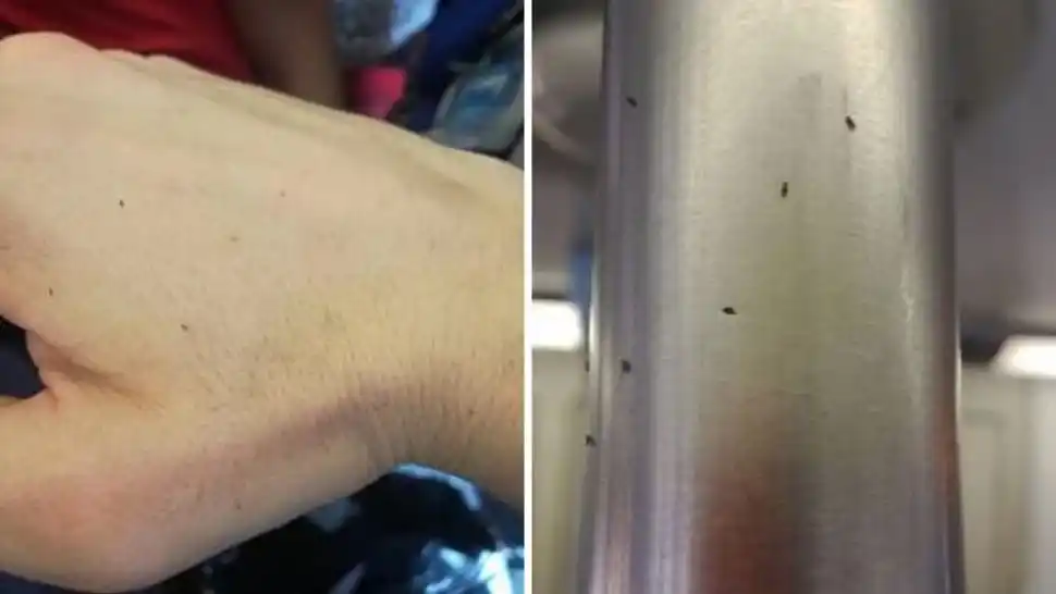 Un asco: Suspenden el servicio del Tren San Martín por una plaga de pulgas y piojos