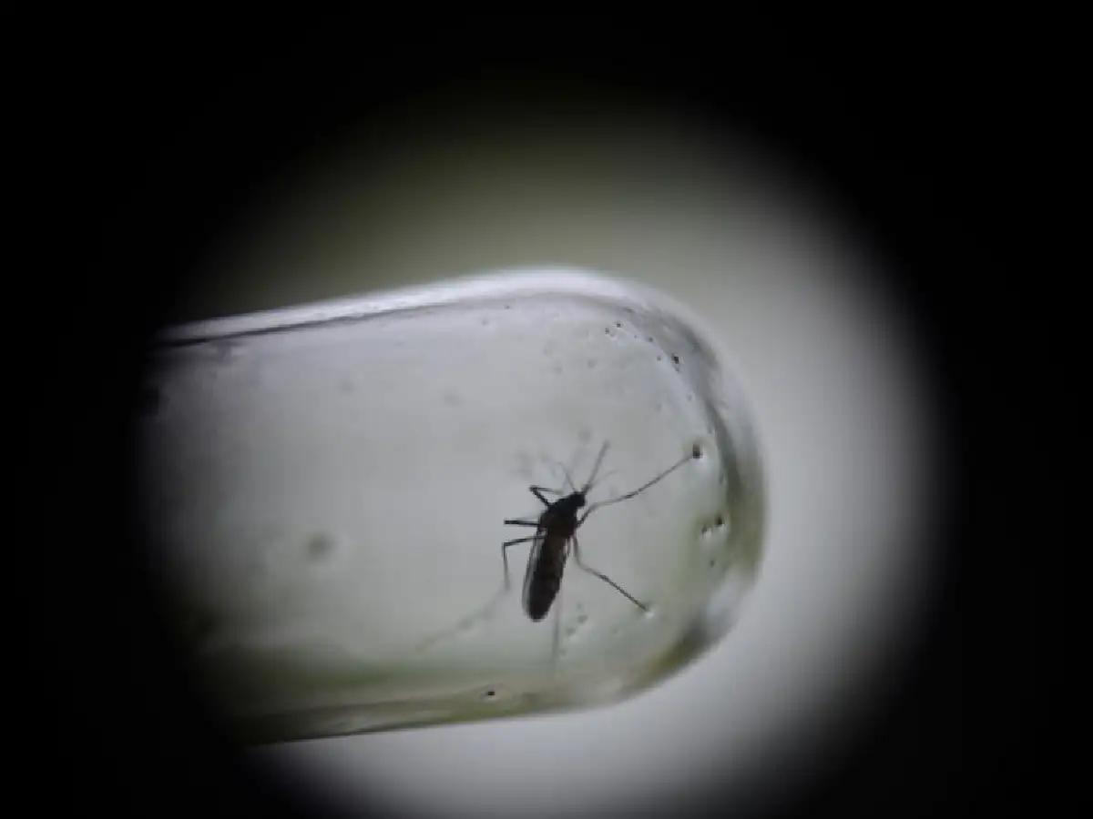 Dengue: crisis sanitaria