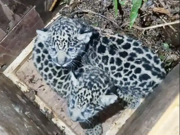 Capturaron y relocalizaron a una yaguareté herida y a sus dos cachorros