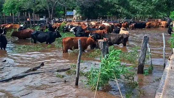 Creciente del Paraná: son más de 5 millones de cabezas afectadas en 6 provincias