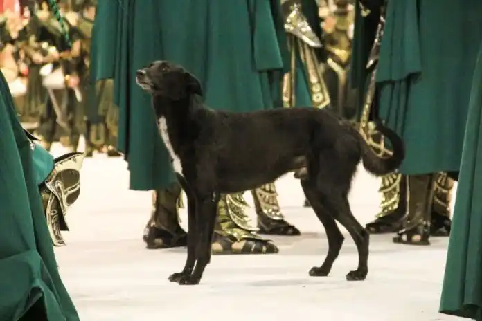 El Carnaval del País tomará medidas sobre los animales sueltos