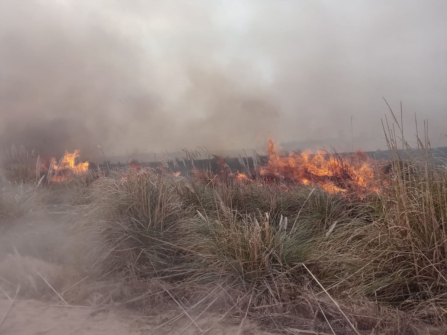 El fuego fue sofocado por personal bomberil de Maggiolo y Venado Tuerto Crédito: Bomberos de Venado Tuerto.