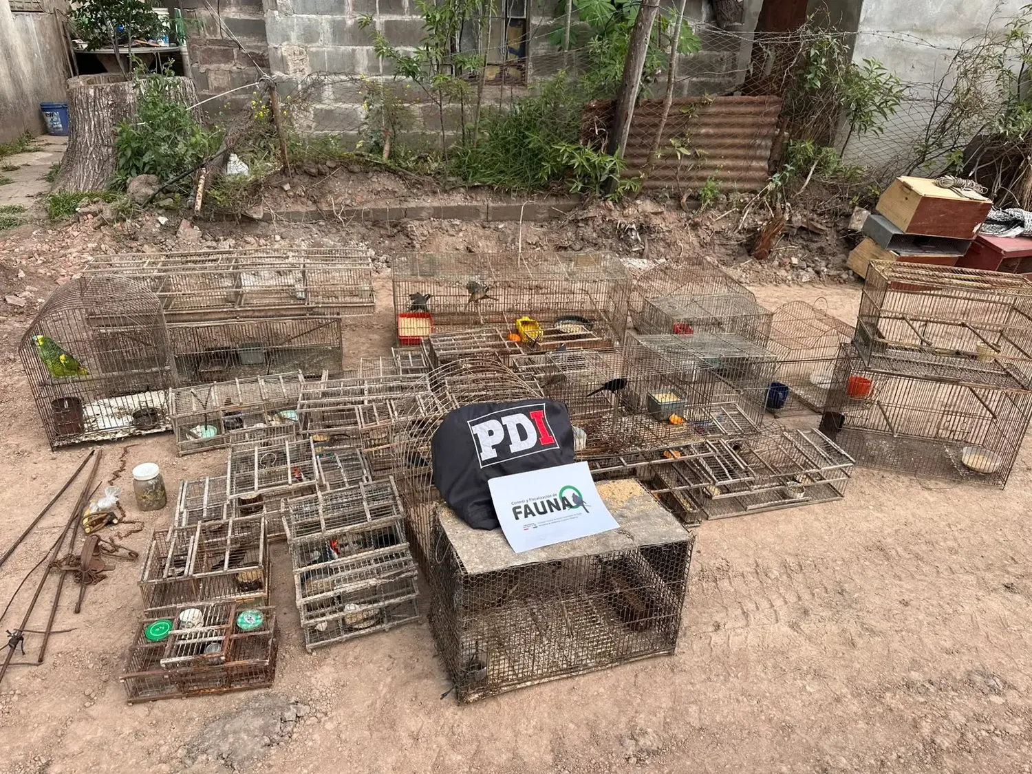 La PDI allanó una casa y secuestró 47 aves por presunta comercialización ilegal