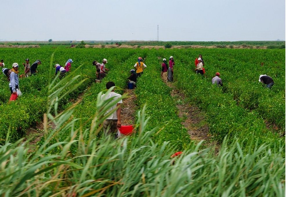 Procesan a directivos de una productora de frutos rojos por “trata laboral”