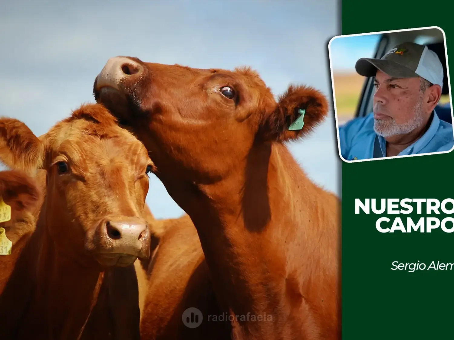 Cañuelas acumuló 11.764 cabezas y la soja cotizó a 560.000 pesos por tonelada