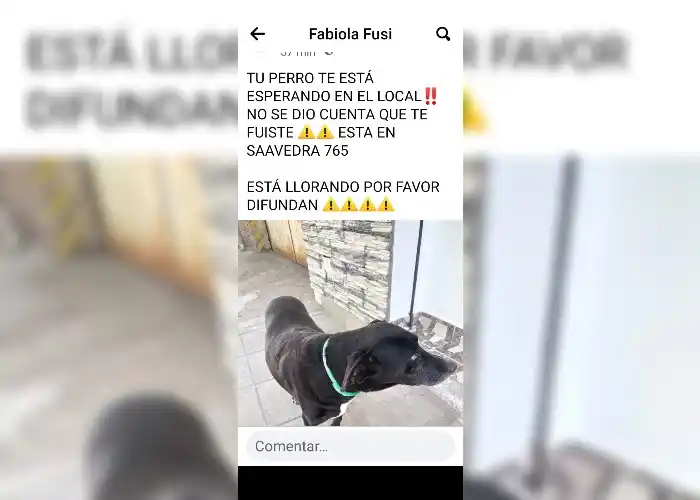 Perro perdido en Saavedra 765