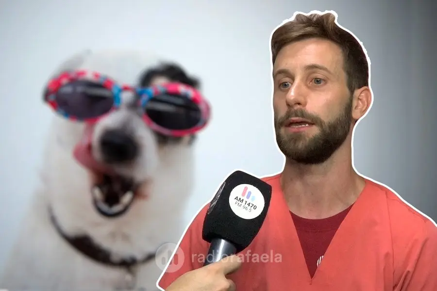 ¿A que síntomas debemos prestarles atención para evitar un golpe de calor en nuestras mascotas?