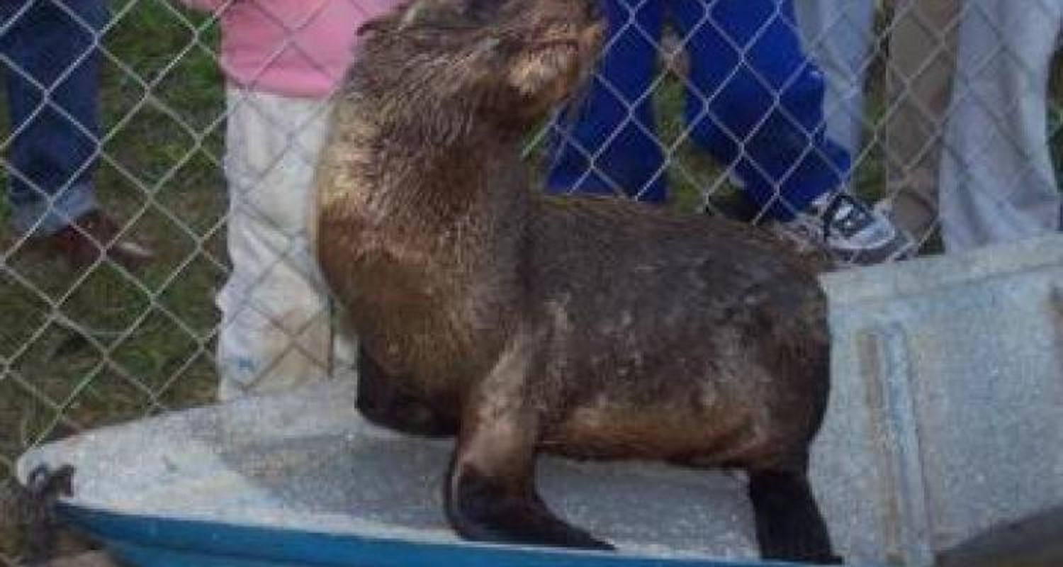 Un lobo marino en Vuelta de Obligado