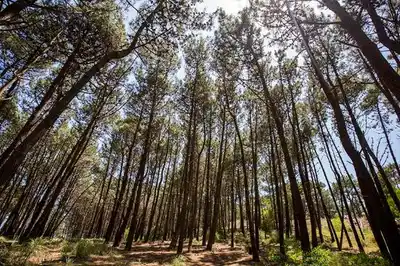 Ordenaron la recomposición de un bosque histórico de 50 hectáreas en Tandil.