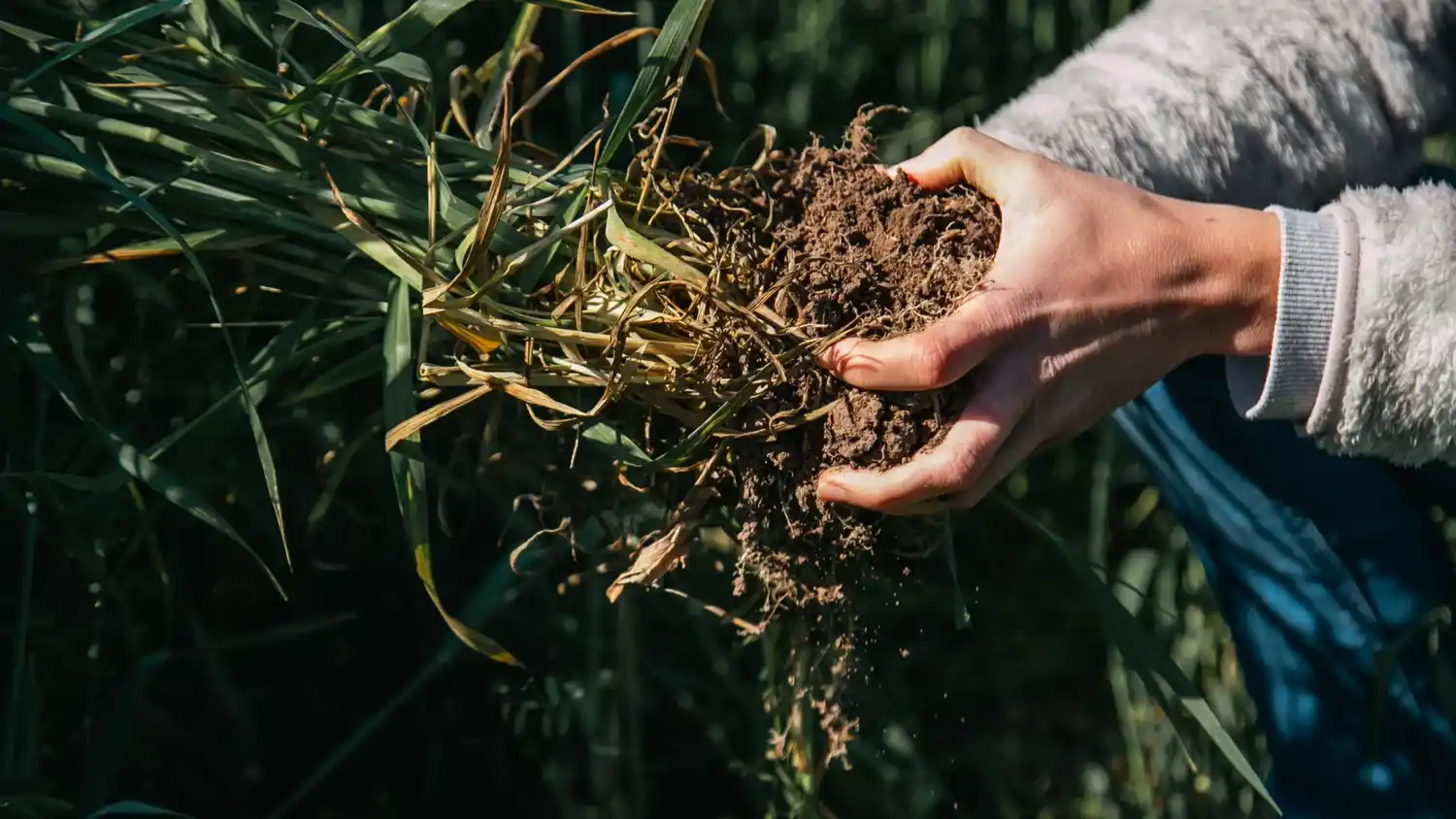 La agricultura regenerativa, una aliada del carbono que va ganando campos