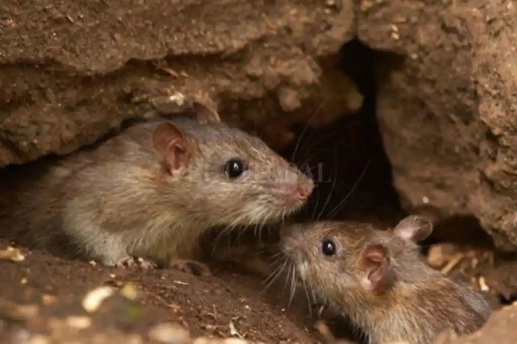 Fiebre Hemorrágica Argentina: nueve casos confirmados en Santa Fe