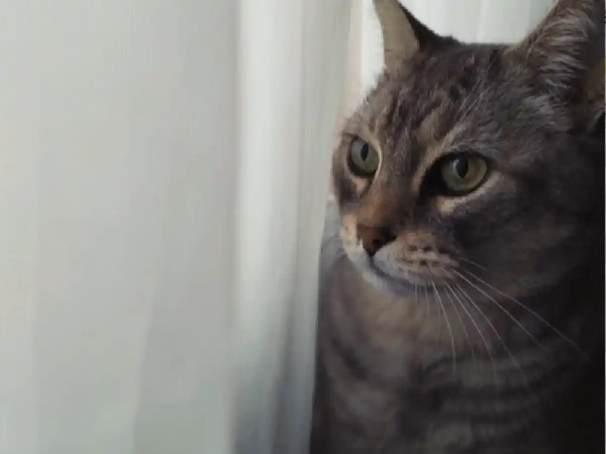 Los gatos celebran su día