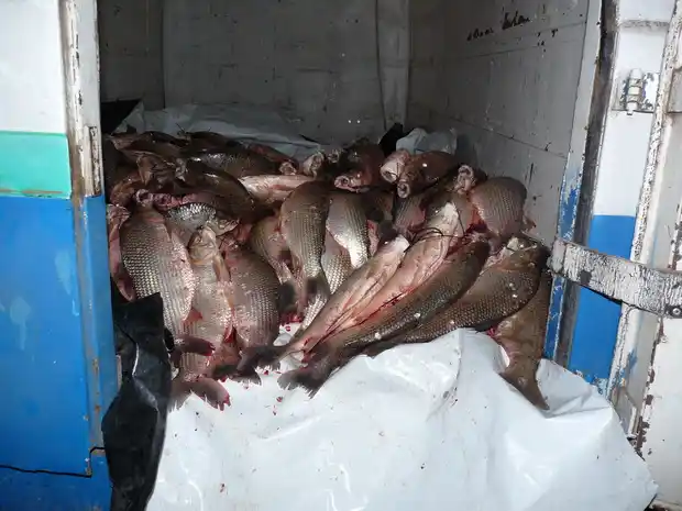 Decomisan 400 kilos de pescado en Urdinarrain
