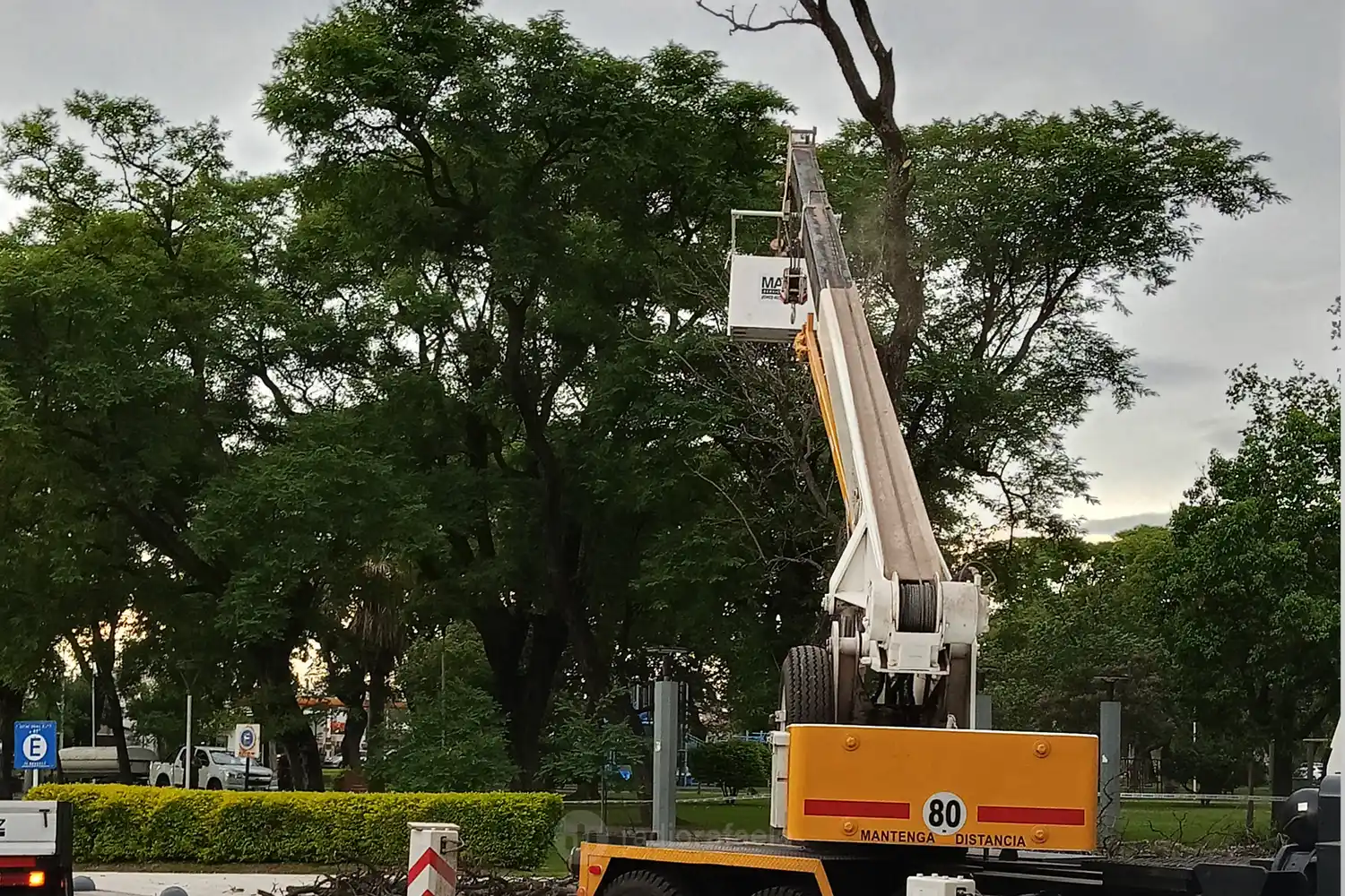 Extrajeron un ejemplar de tipa en la Plaza Libertad de Sunchales