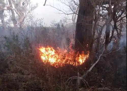 Incendios en el Delta: Prefectura identificó a 7 sospechosos, 2 de ellos poseen antecedentes judiciales