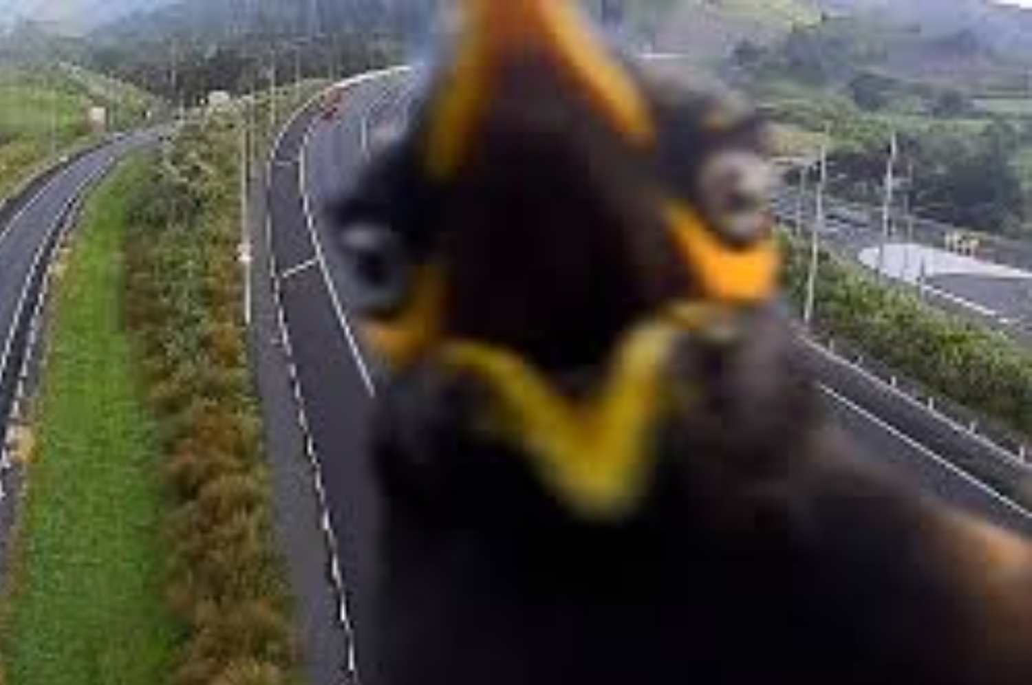 Video viral: un pájaro interrumpió la transmisión de una cámara de tráfico en Nueva Zelanda