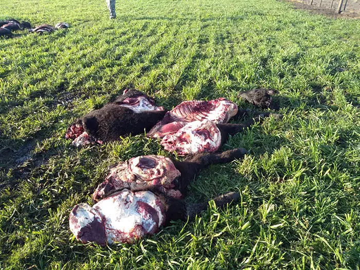 No hay rastros de la banda de cuatreros que sustrae animales