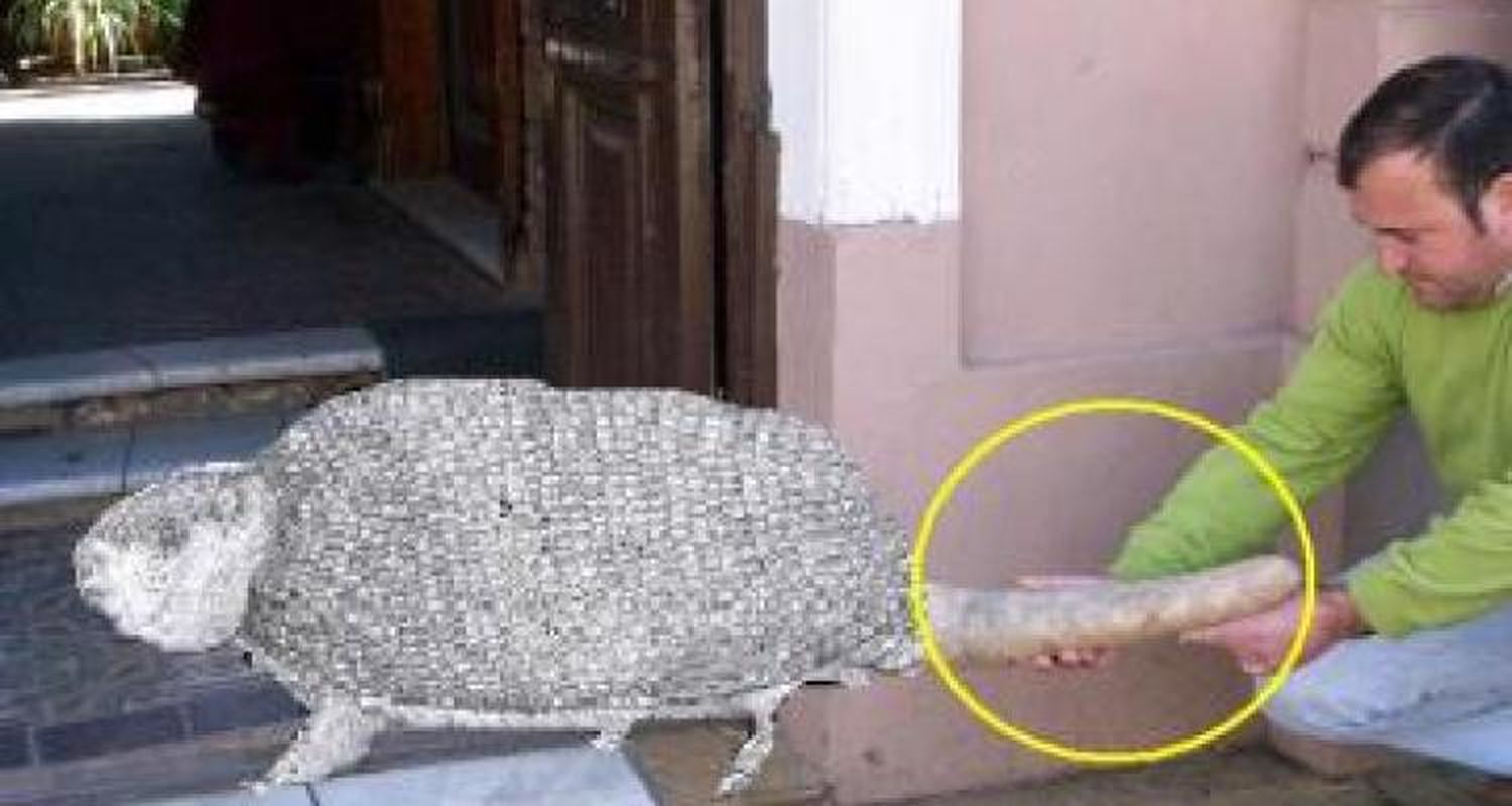 Nuevo hallazgo del Museo Paleontológico