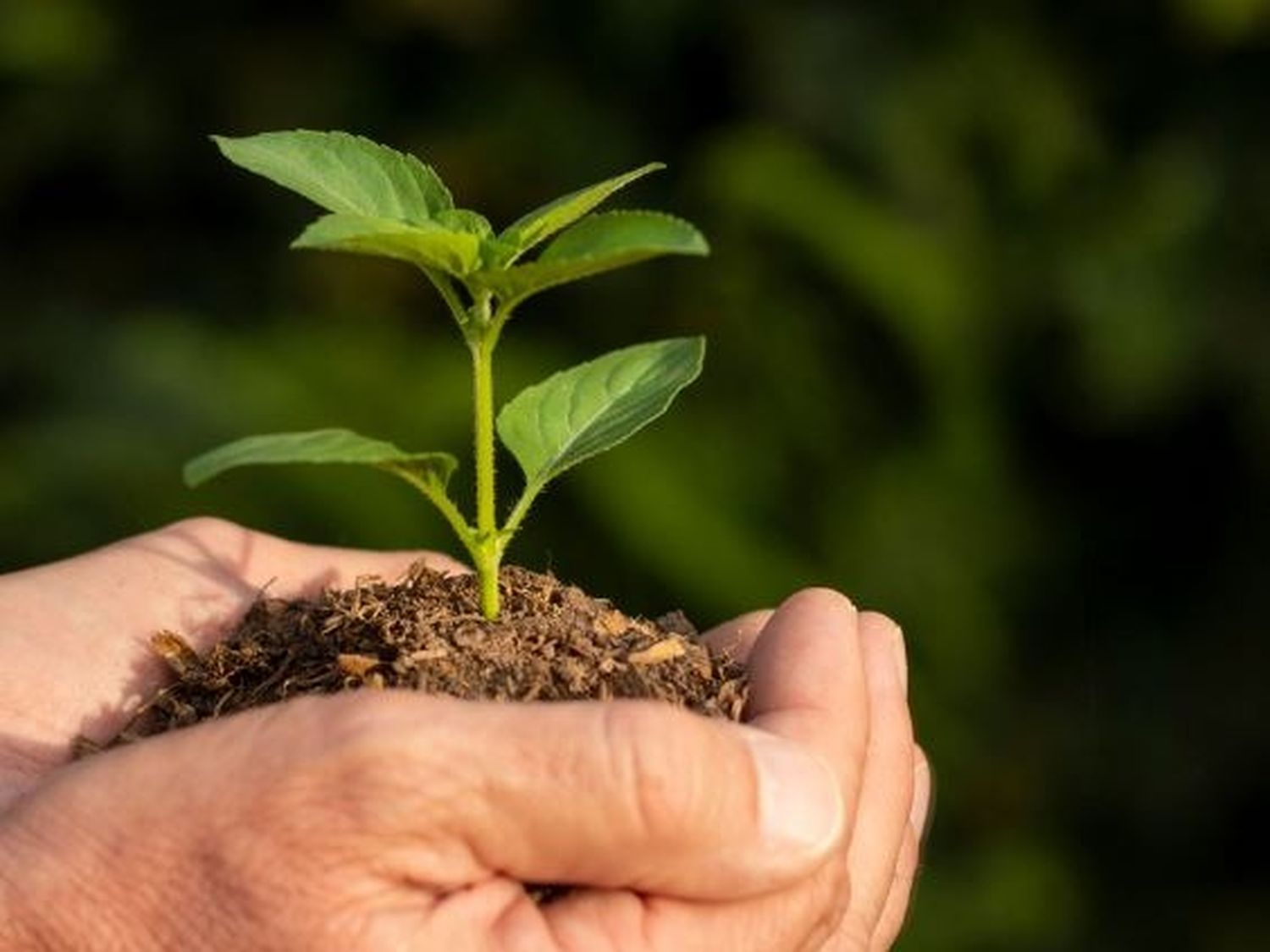El Gobierno de Entre Ríos lanza Viví vERde, una campaña para promover la conciencia ambiental y la participación ciudadana