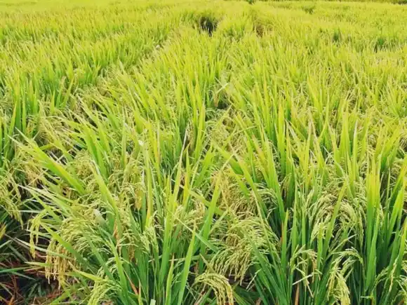 Dos nuevas variedades de arroz argentino que marcan un salto de calidad