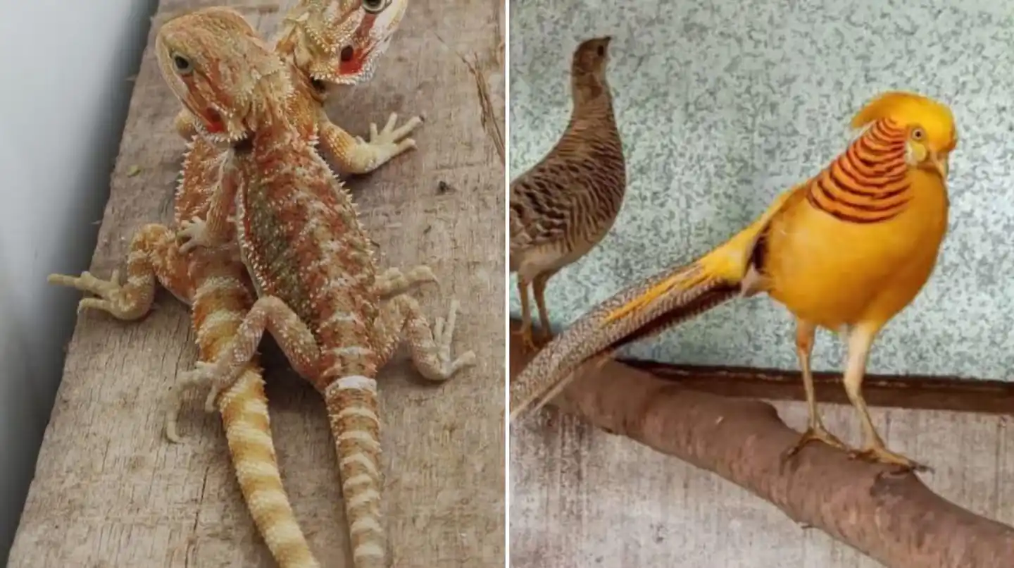 Más de 200 aves, incluidas especies en peligro de extinción, fueron rescatadas en allanamientos realizados en González Catán.