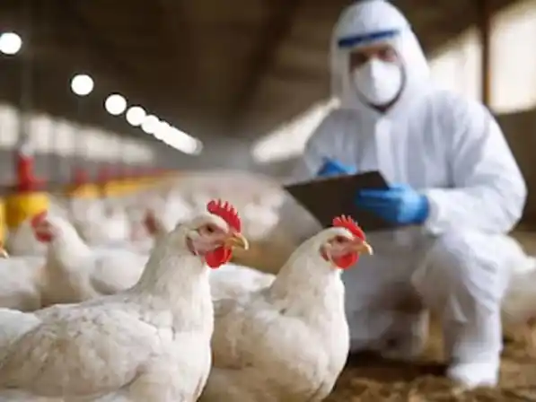 La Argentina vuelve a posicionarse como país libre de influenza aviar