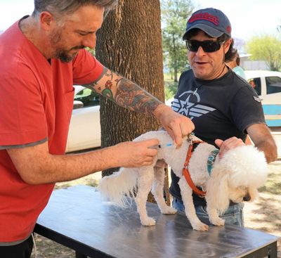Firmat: campaña de Vacunación Antirrábica Gratuita para perros y gatos
