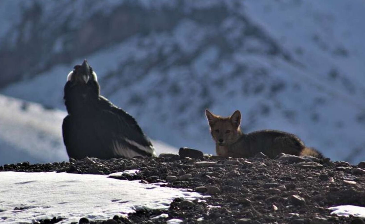 Aconcagua: fotografiaron a dos íconos de la fauna mendocina “posando” juntos