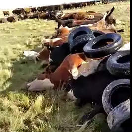 Se le murieron 32 vacas a un hombre de Ochandio
