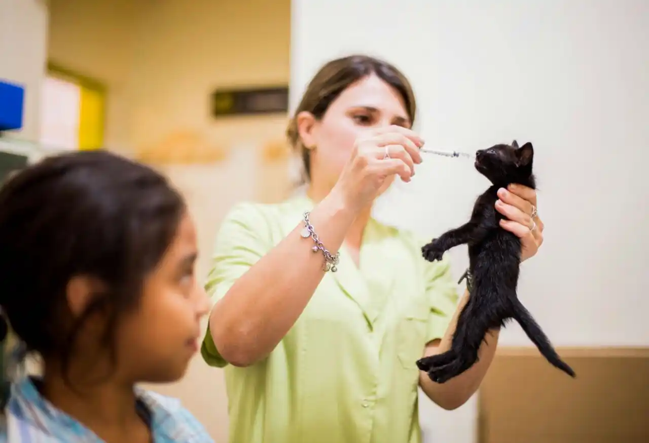 Quilmes: Desde 2015 hasta la fecha, Zoonosis lleva más de 130 mil atenciones realizadas