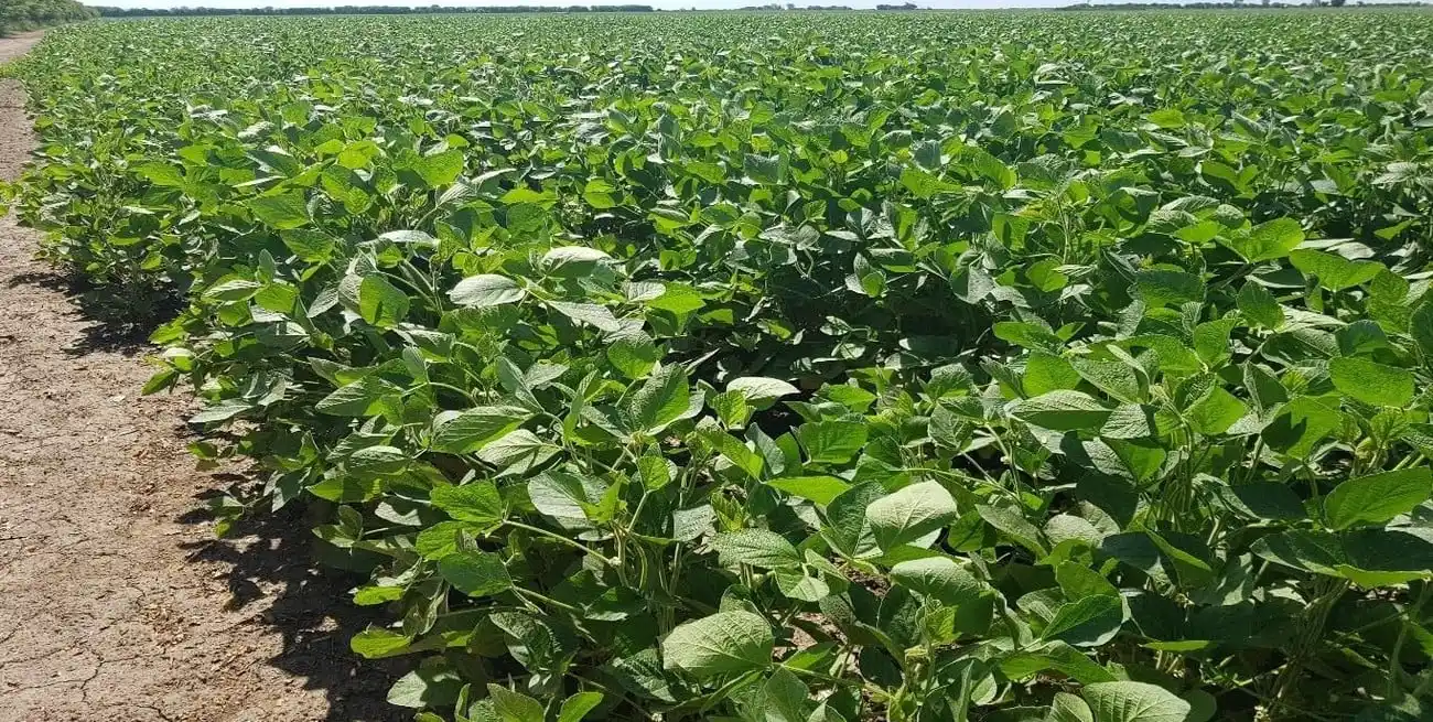 El SEA dio por finalizada la trilla de los cultivos tardíos en el centro norte provincial.