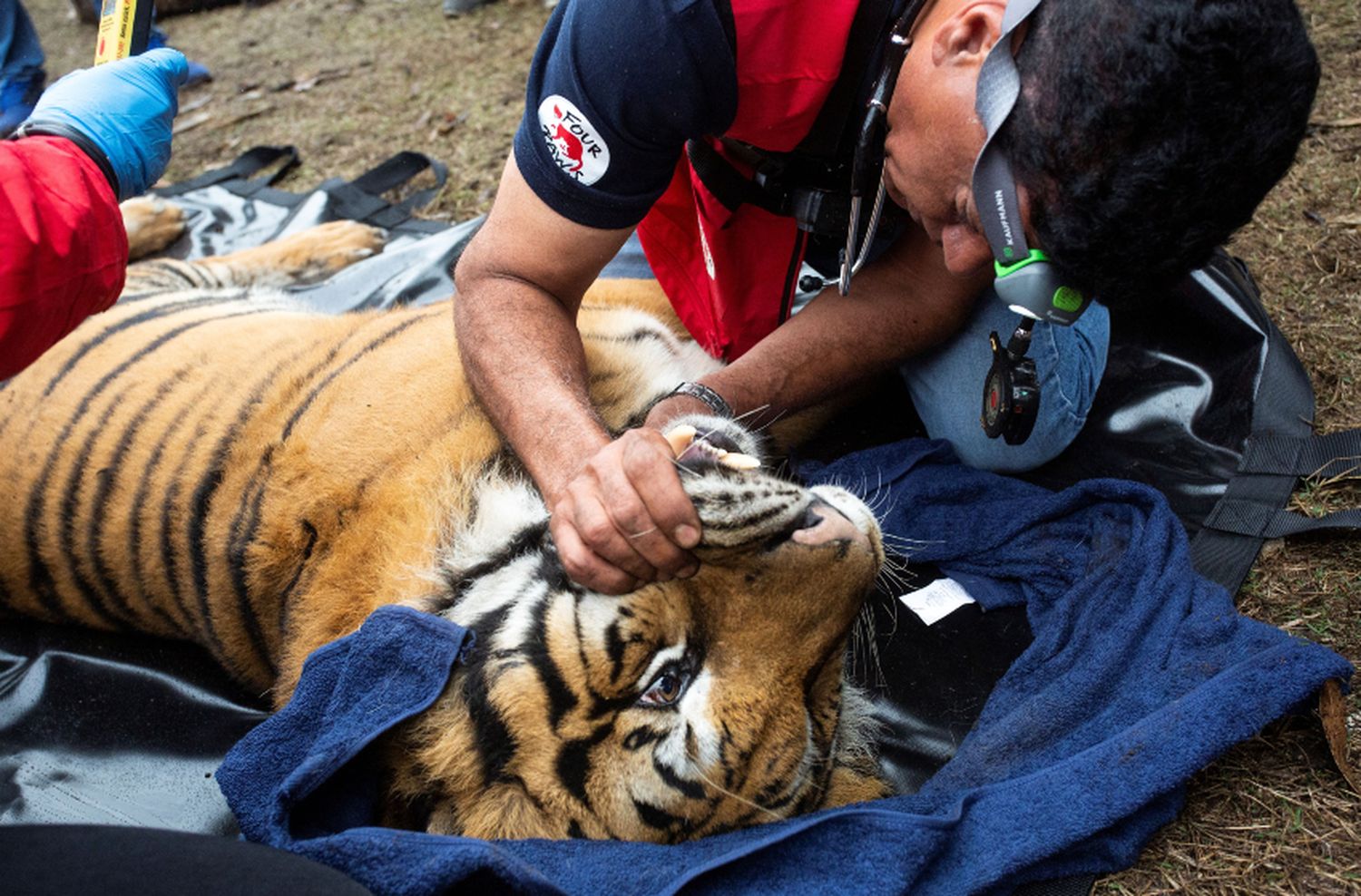 Tigres de Bengala: ¿Qué relevancia tiene el rescate de la Policía marplatense?