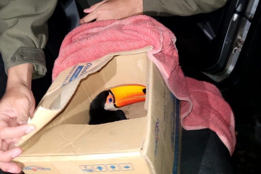 Rescatan un tucán trasladado ilegalmente en un vehículo