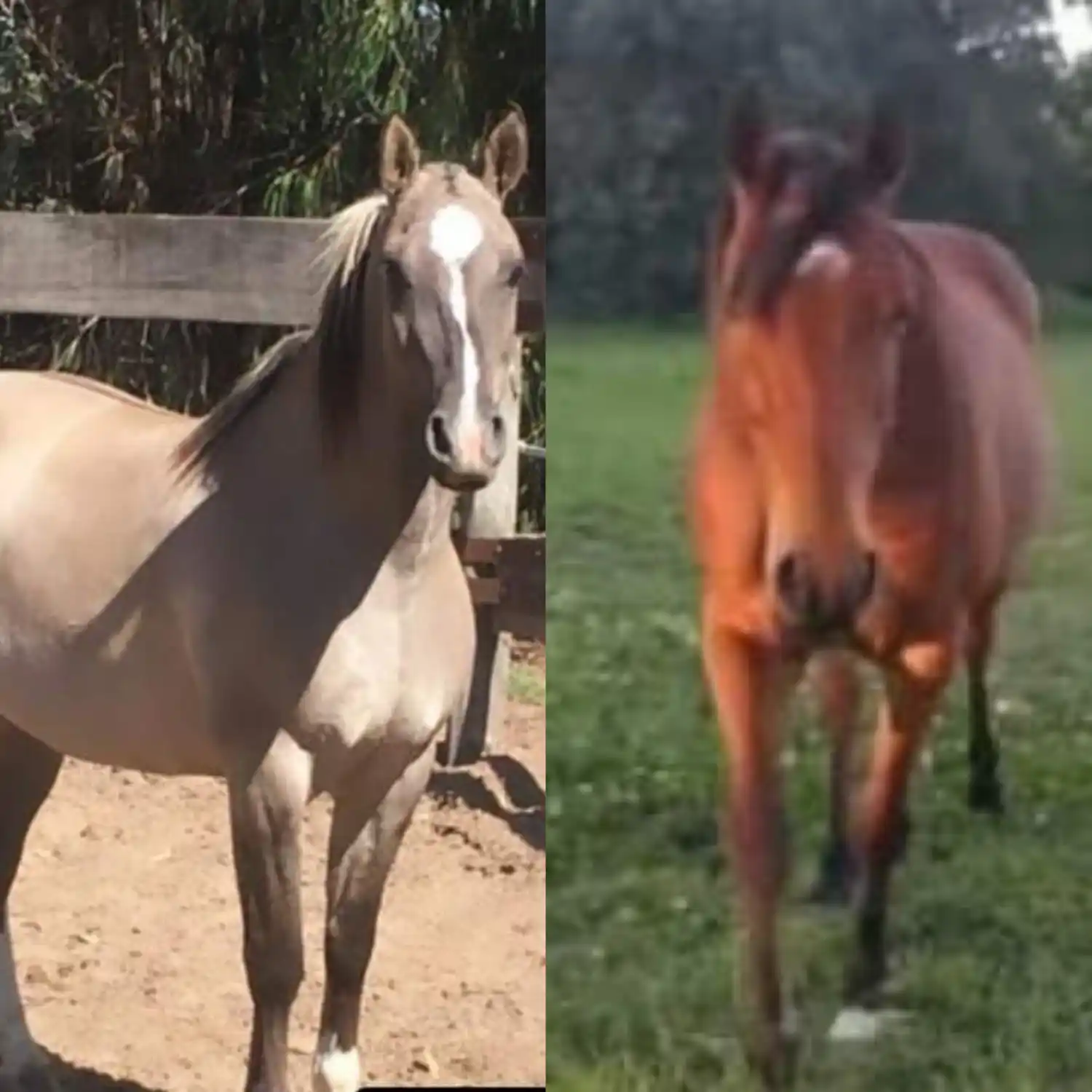 Ofrecen recompensa por la aparición de dos caballos que faltan desde el domingo