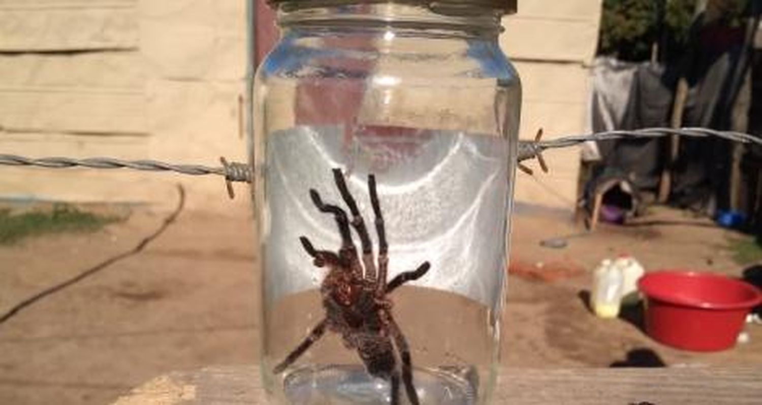 #LaTosquera: “Esta araña casi le picó a mi nietita”