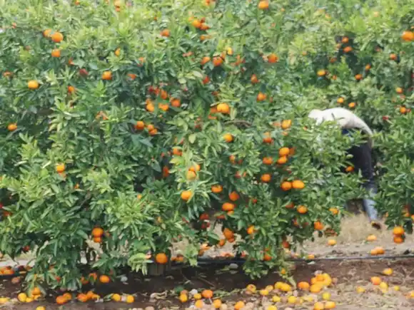 Las bajas temperaturas afectaron a la citricultura