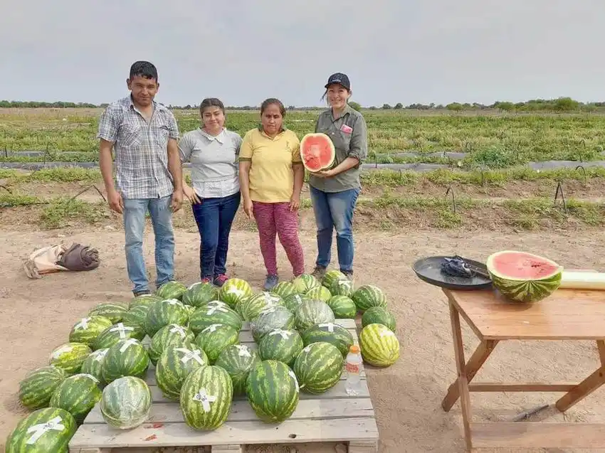 Las primicias de sandías de Laguna 
Yema abastecen a mercados locales