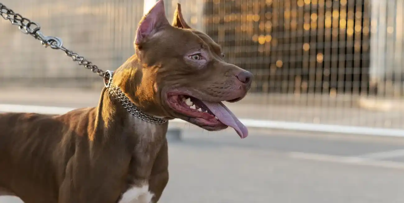 Otro niño fue mordido por un pitbull.