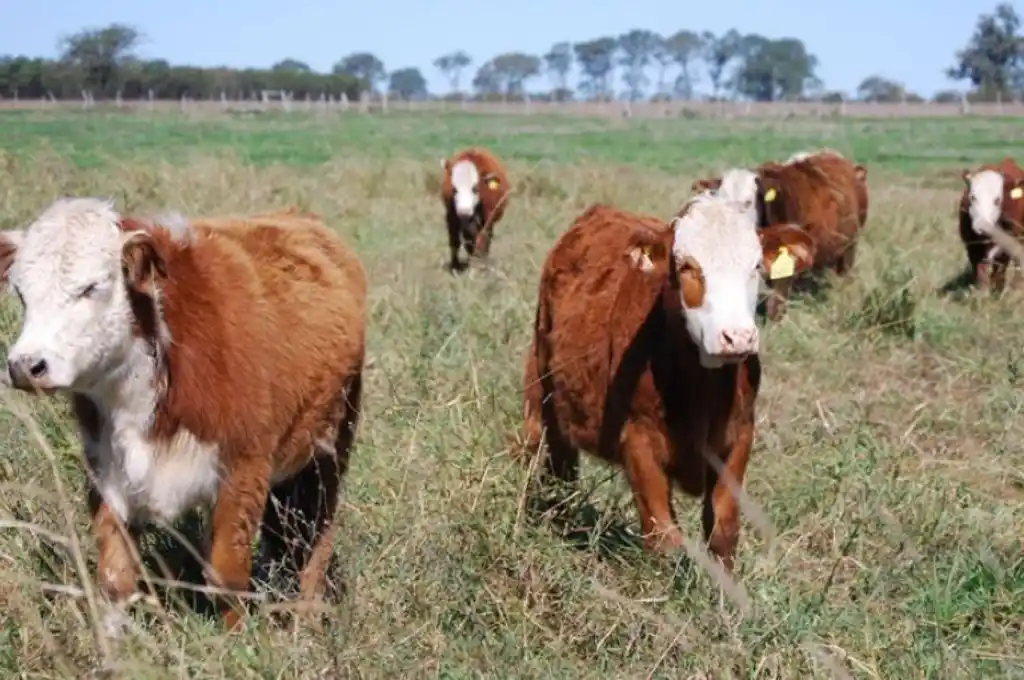 La Sociedad Rural expresó que la ganadería vacuna termina el año con cifras preocupantes