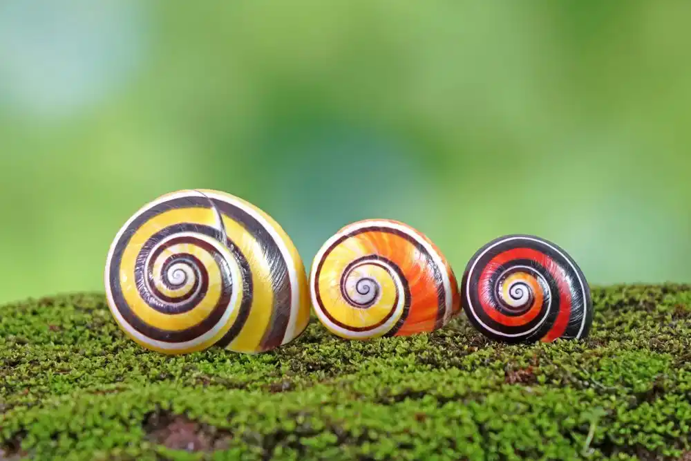 Caracoles que son obras artísticas de la naturaleza