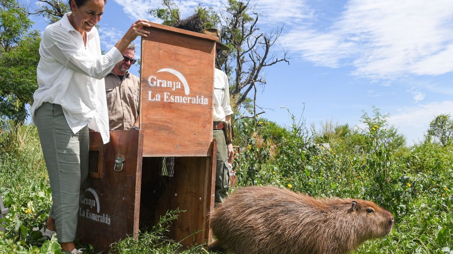 El Ministerio de Ambiente y Cambio Climático liberó a un gato montés, dos zorros grises y tres carpinchos