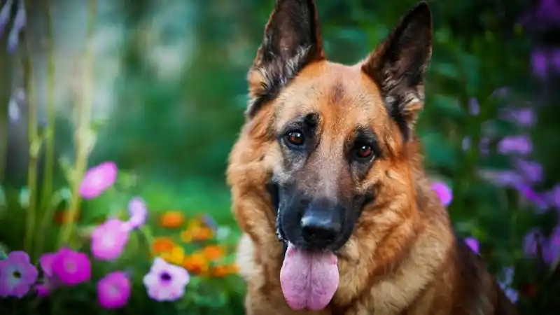 Las personas con perros tienen mejor salud cardíaca