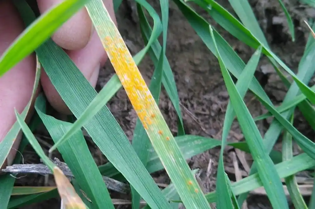 Se acentúa la falta de humedad en los suelos y compromete al trigo