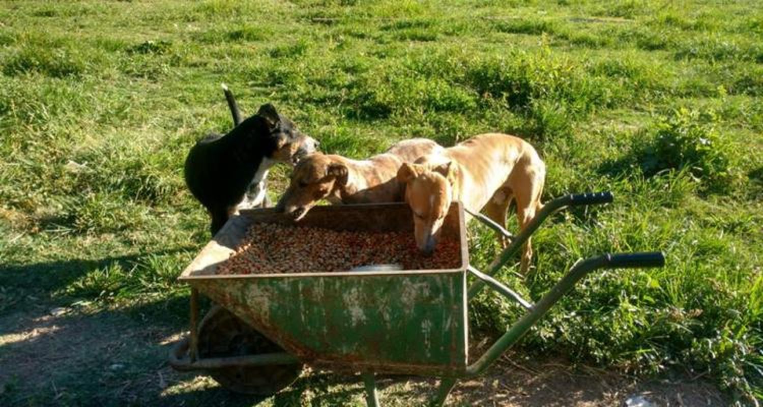 Desfile de moda a total beneficio del refugio de animales