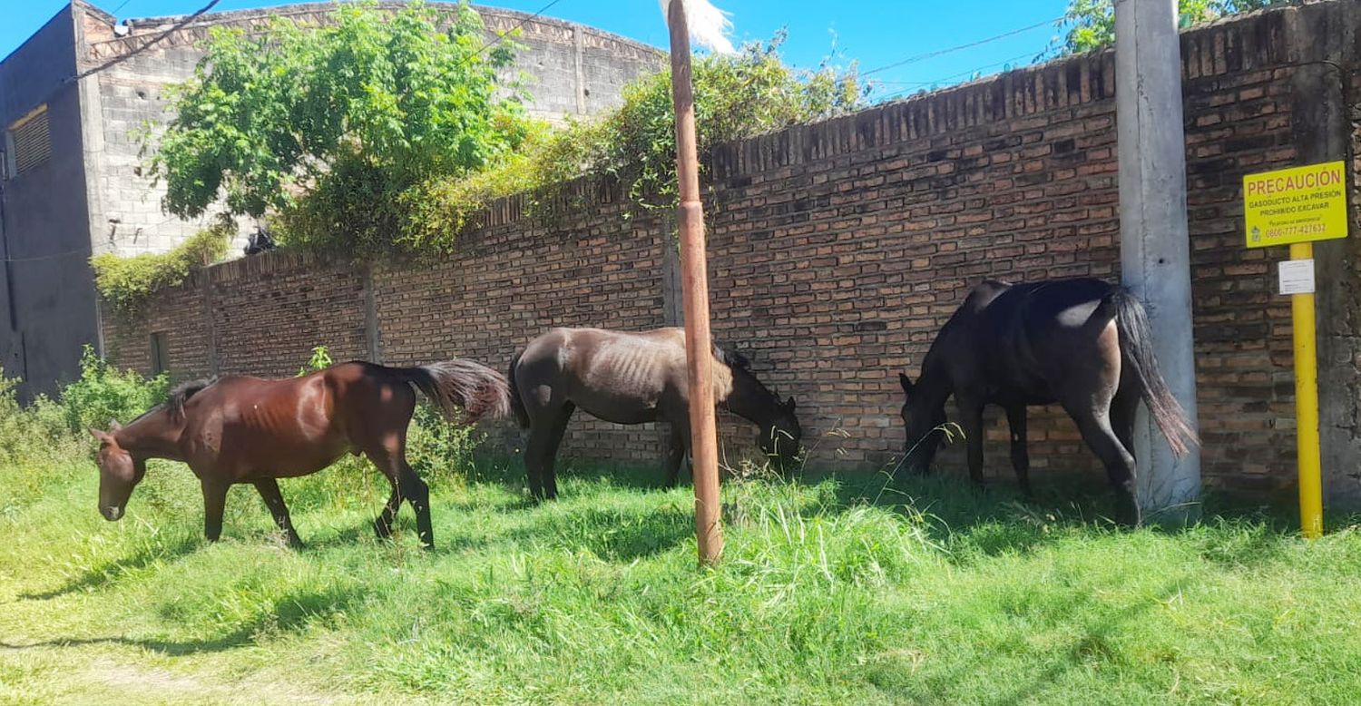 Secuestro de equinos que se encontraban sueltos en la vía pública